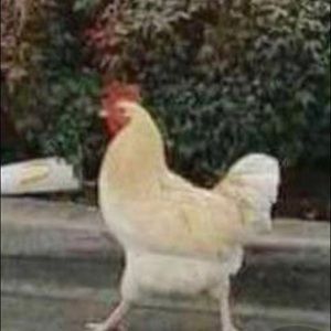 Meet your Posher, Ella